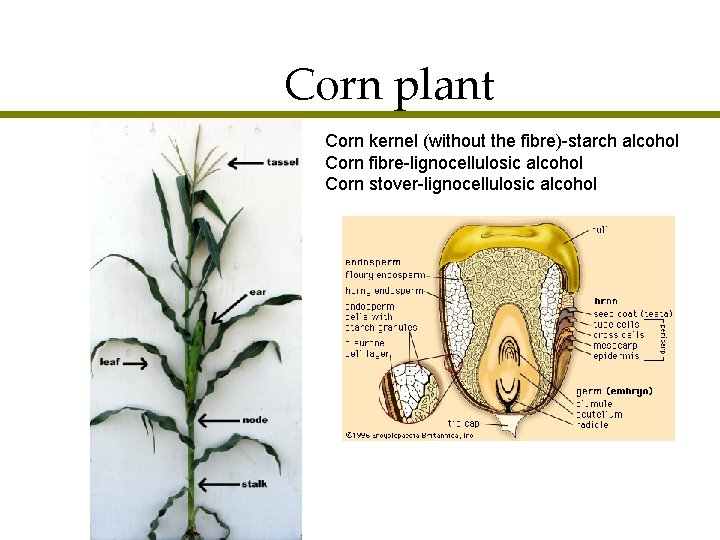 Corn plant Corn kernel (without the fibre)-starch alcohol Corn fibre-lignocellulosic alcohol Corn stover-lignocellulosic alcohol