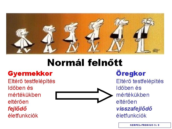 Normál felnőtt Gyermekkor Öregkor Eltérő testfelépítés Időben és mértékükben eltérően fejlődő életfunkciók Eltérő testfelépítés