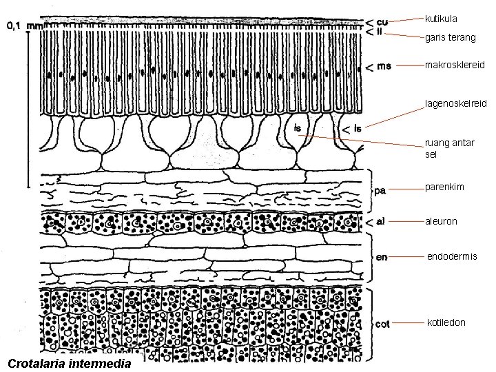 kutikula garis terang makrosklereid lagenoskelreid ruang antar sel parenkim aleuron endodermis kotiledon Crotalaria intermedia