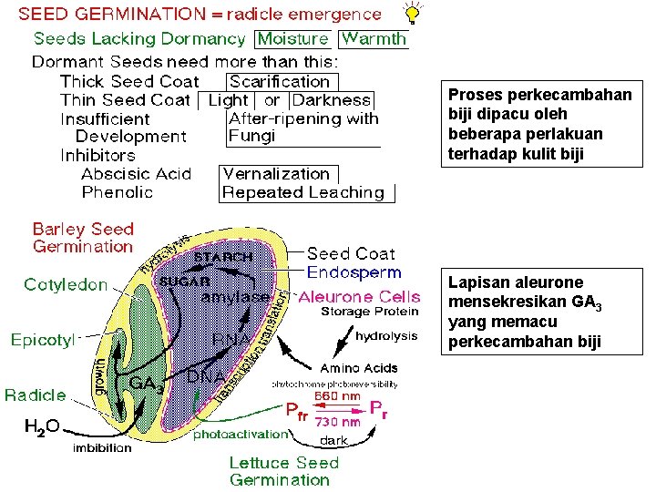 Proses perkecambahan biji dipacu oleh beberapa perlakuan terhadap kulit biji Lapisan aleurone mensekresikan GA