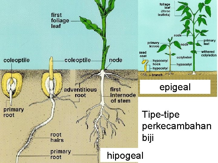 epigeal Tipe-tipe perkecambahan biji hipogeal 