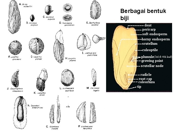 Berbagai bentuk biji 