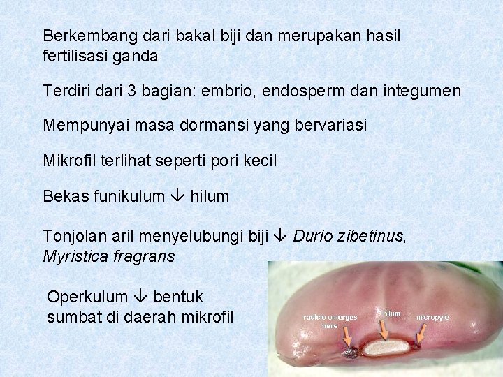 Berkembang dari bakal biji dan merupakan hasil fertilisasi ganda Terdiri dari 3 bagian: embrio,