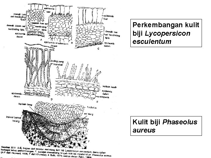 Perkembangan kulit biji Lycopersicon esculentum Kulit biji Phaseolus aureus 