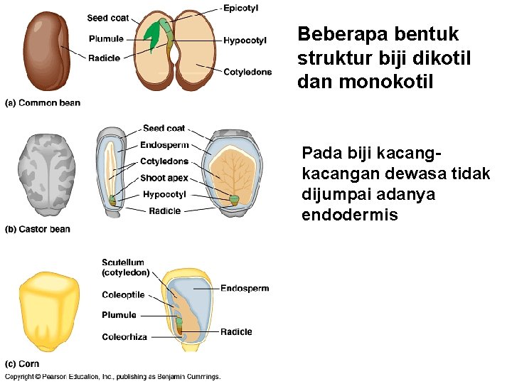 Beberapa bentuk struktur biji dikotil dan monokotil Pada biji kacangan dewasa tidak dijumpai adanya