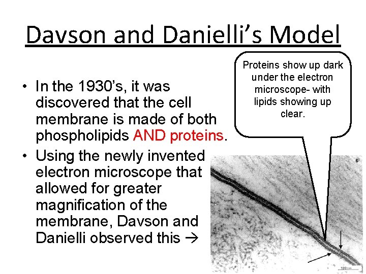Davson and Danielli’s Model • In the 1930’s, it was discovered that the cell