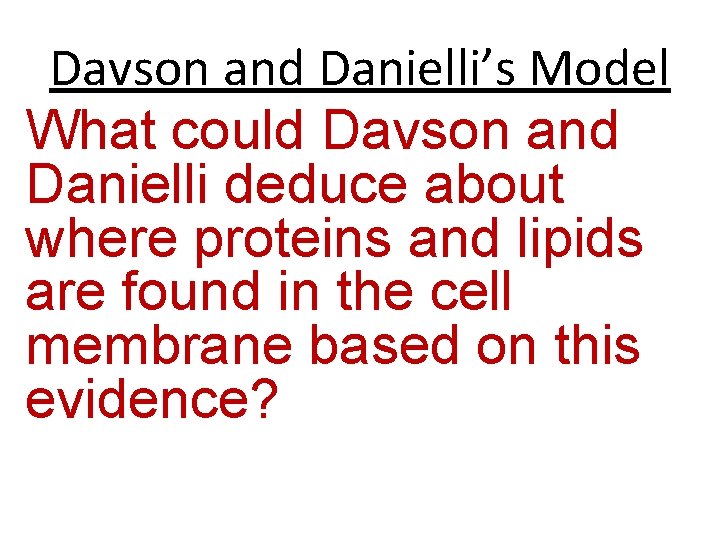 Davson and Danielli’s Model What could Davson and Danielli deduce about where proteins and