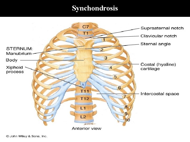Synchondrosis 