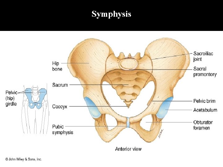 Symphysis 
