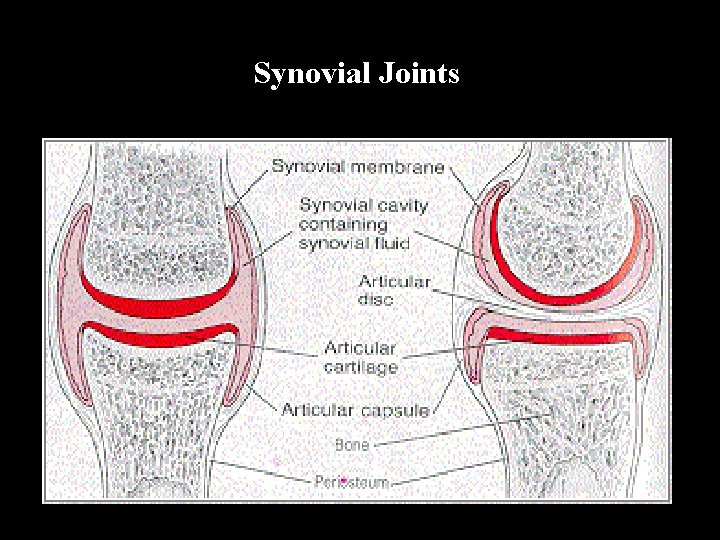 Synovial Joints 