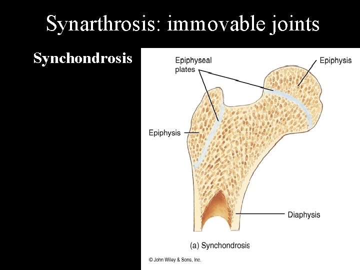 Synarthrosis: immovable joints Synchondrosis 