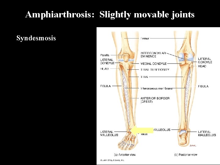 Amphiarthrosis: Slightly movable joints Syndesmosis 