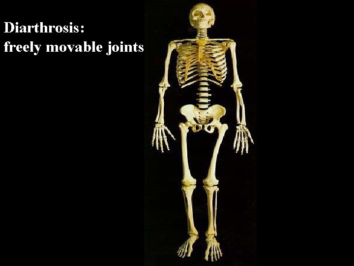 Diarthrosis: freely movable joints 