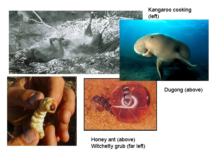 Kangaroo cooking (left) Dugong (above) Honey ant (above) Witchetty grub (far left) 