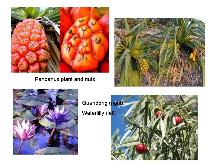 Pandanus plant and nuts Quandong (right) Waterlilly (left) 