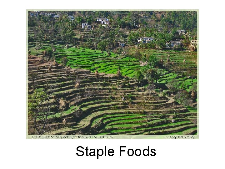 Staple Foods 