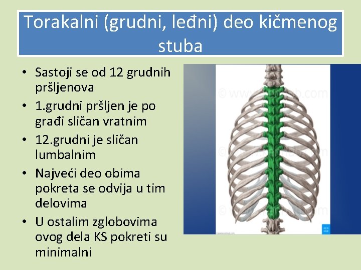 Torakalni (grudni, leđni) deo kičmenog stuba • Sastoji se od 12 grudnih pršljenova •