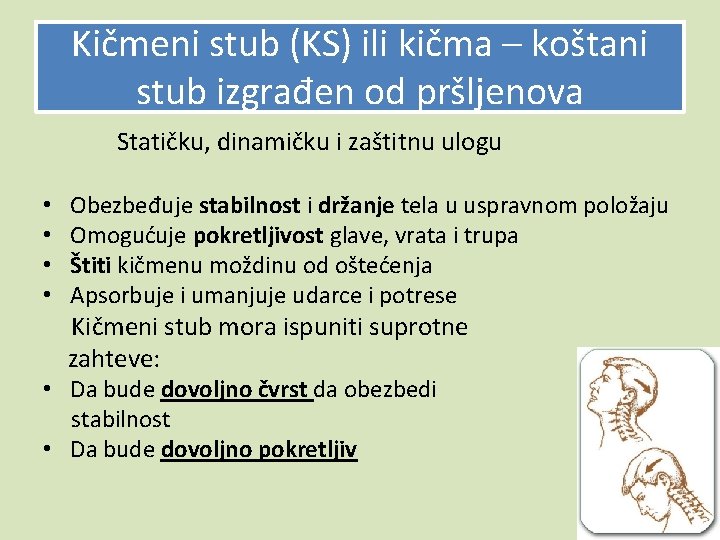 Kičmeni stub (KS) ili kičma – koštani stub izgrađen od pršljenova Statičku, dinamičku i