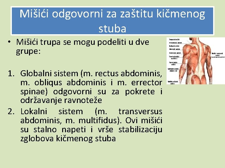 Mišići odgovorni za zaštitu kičmenog stuba • Mišići trupa se mogu podeliti u dve