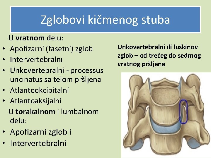 Zglobovi kičmenog stuba U vratnom delu: • Apofizarni (fasetni) zglob • Intervertebralni • Unkovertebralni