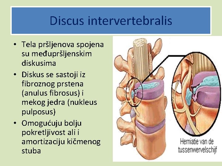 Discus intervertebralis • Tela pršljenova spojena su međupršljenskim diskusima • Diskus se sastoji iz