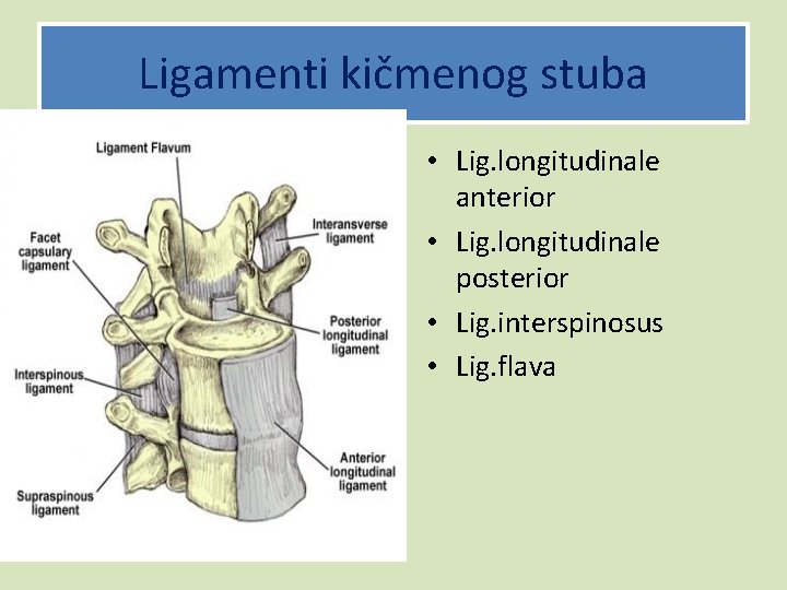 Ligamenti kičmenog stuba • Lig. longitudinale anterior • Lig. longitudinale posterior • Lig. interspinosus