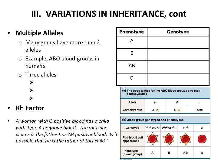 III. VARIATIONS IN INHERITANCE, cont • Multiple Alleles o Many genes have more than