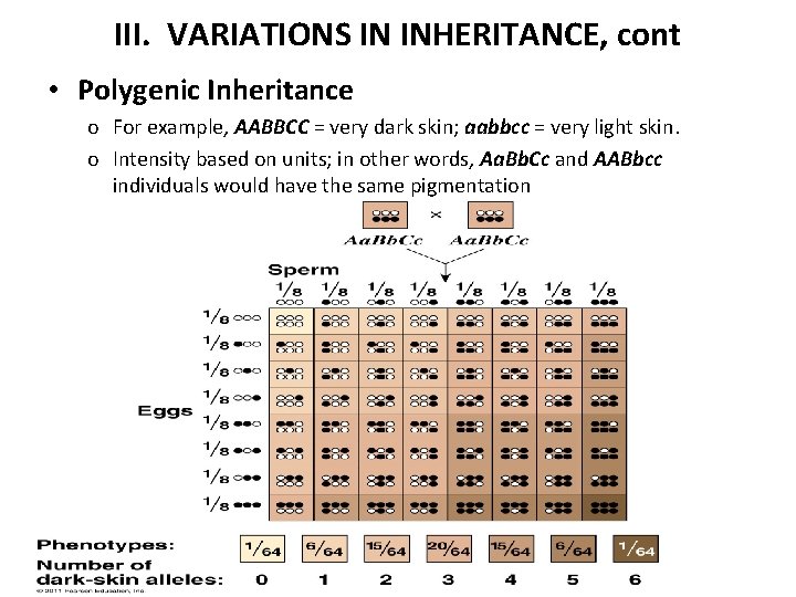 III. VARIATIONS IN INHERITANCE, cont • Polygenic Inheritance o For example, AABBCC = very