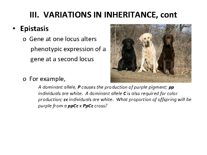III. VARIATIONS IN INHERITANCE, cont • Epistasis o Gene at one locus alters phenotypic