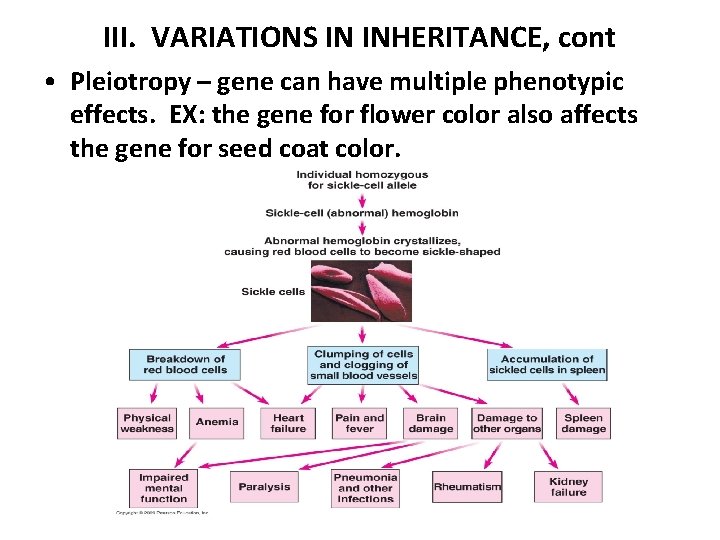 III. VARIATIONS IN INHERITANCE, cont • Pleiotropy – gene can have multiple phenotypic effects.