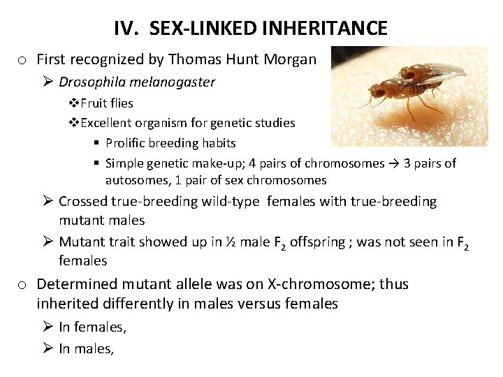 IV. SEX-LINKED INHERITANCE o First recognized by Thomas Hunt Morgan Ø Drosophila melanogaster v.