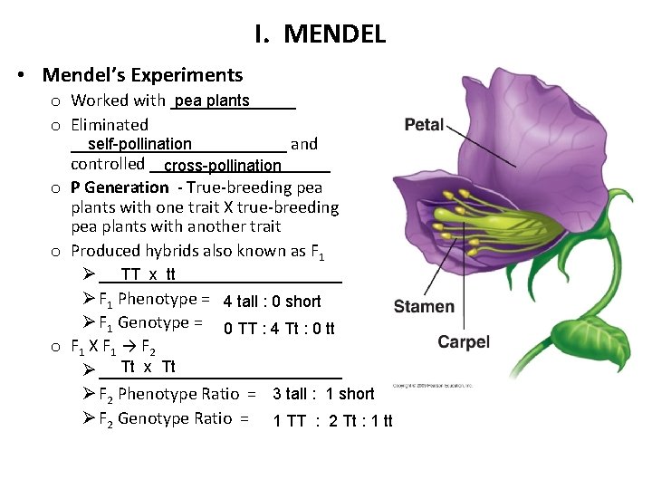 I. MENDEL • Mendel’s Experiments pea plants o Worked with _______ o Eliminated self-pollination