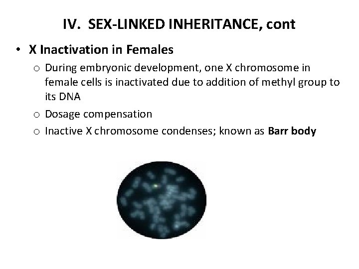 IV. SEX-LINKED INHERITANCE, cont • X Inactivation in Females o During embryonic development, one