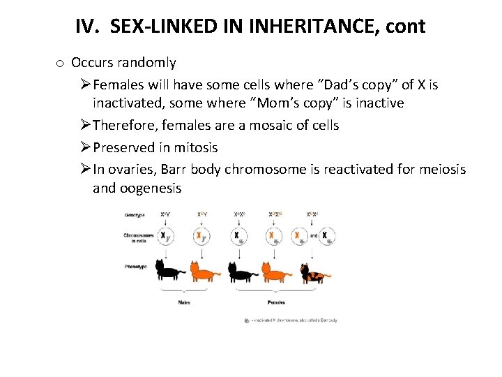 IV. SEX-LINKED IN INHERITANCE, cont o Occurs randomly ØFemales will have some cells where