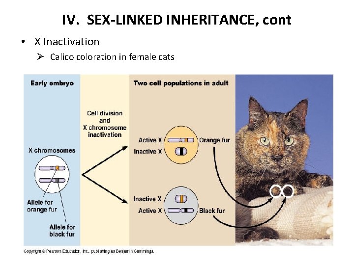 IV. SEX-LINKED INHERITANCE, cont • X Inactivation Ø Calico coloration in female cats 