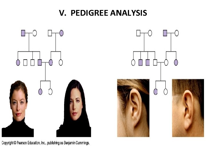 V. PEDIGREE ANALYSIS 