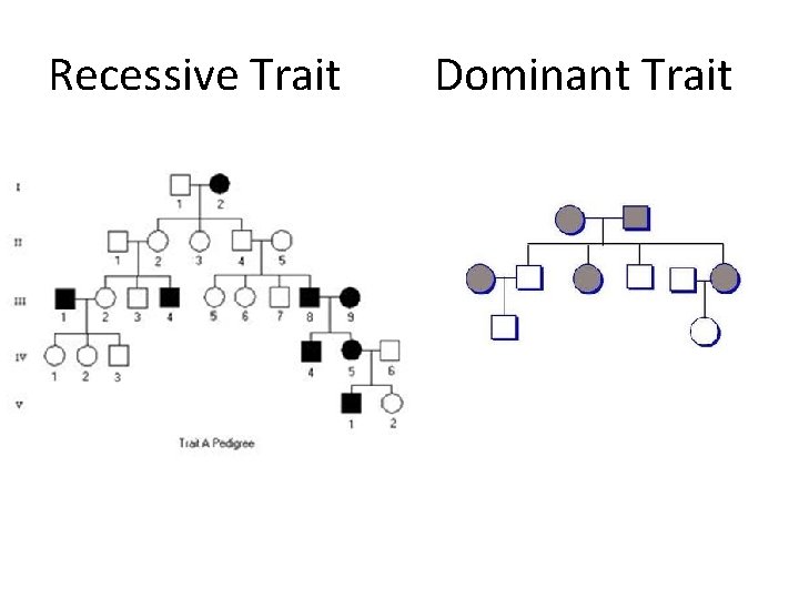 Recessive Trait Dominant Trait 