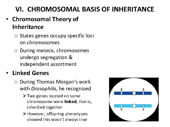 VI. CHROMOSOMAL BASIS OF INHERITANCE • Chromosomal Theory of Inheritance o States genes occupy