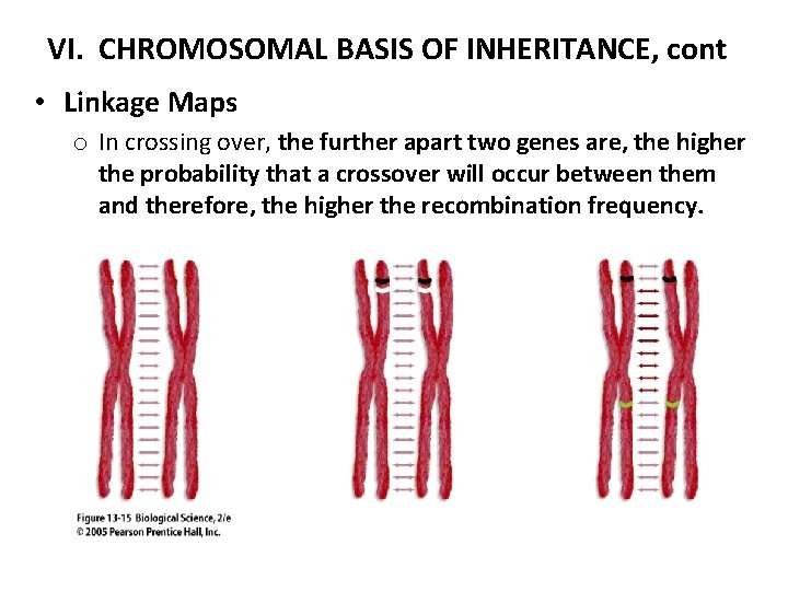 VI. CHROMOSOMAL BASIS OF INHERITANCE, cont • Linkage Maps o In crossing over, the