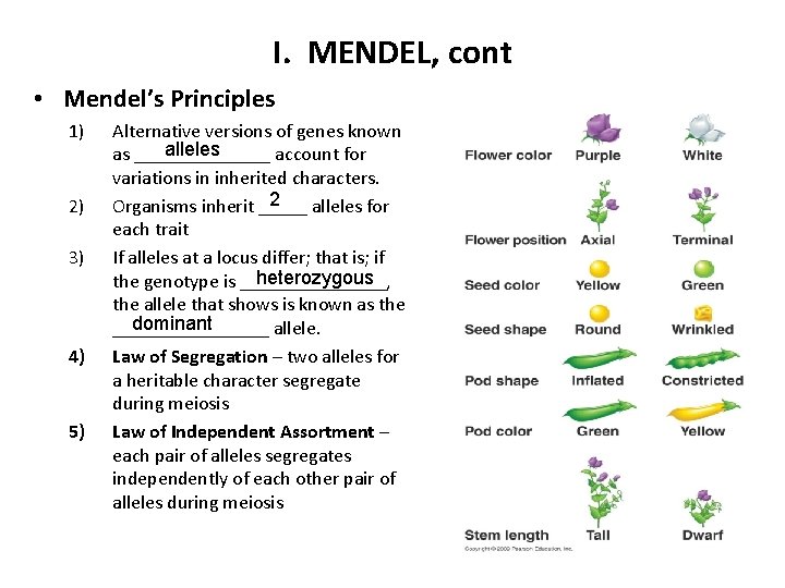 I. MENDEL, cont • Mendel’s Principles 1) 2) 3) 4) 5) Alternative versions of