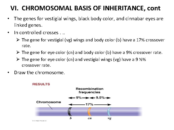 VI. CHROMOSOMAL BASIS OF INHERITANCE, cont • The genes for vestigial wings, black body