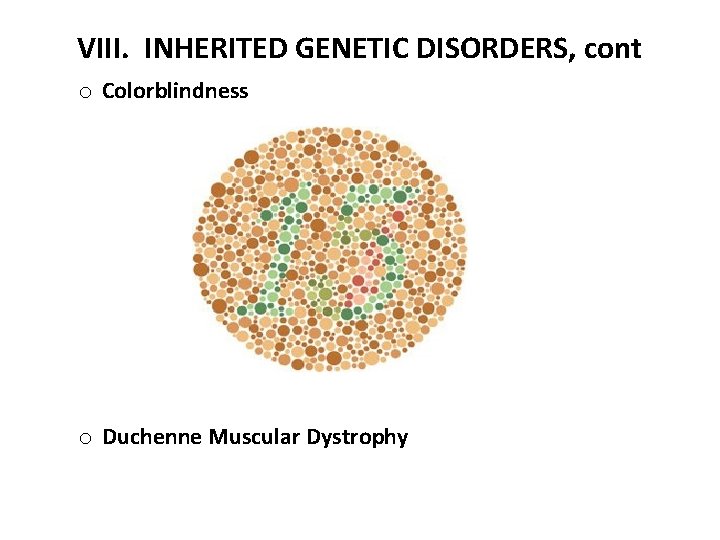 VIII. INHERITED GENETIC DISORDERS, cont o Colorblindness o Duchenne Muscular Dystrophy 