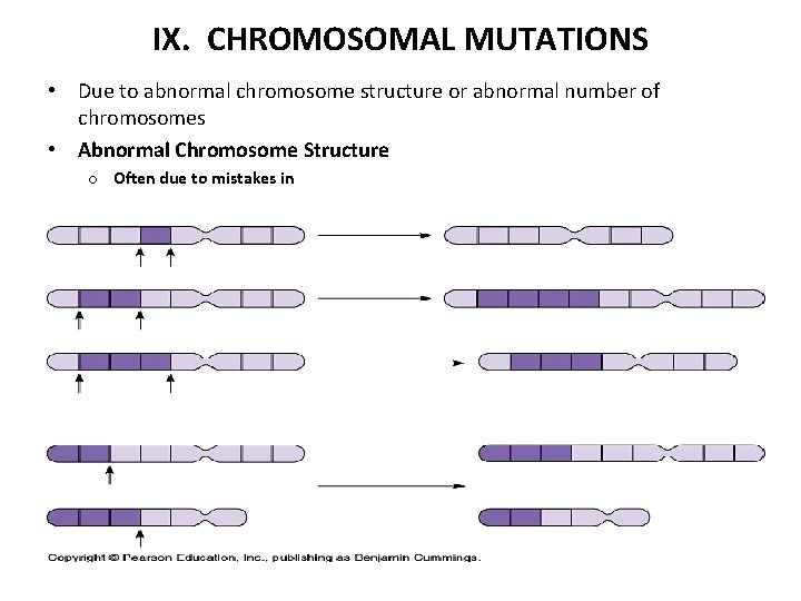 IX. CHROMOSOMAL MUTATIONS • Due to abnormal chromosome structure or abnormal number of chromosomes