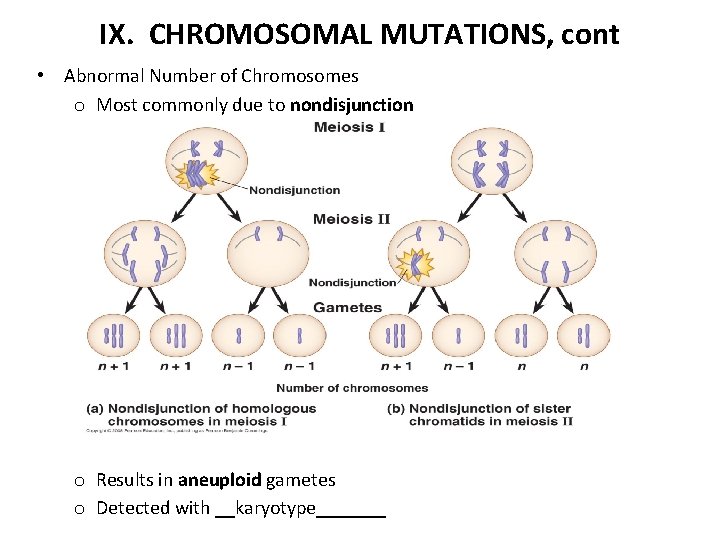 IX. CHROMOSOMAL MUTATIONS, cont • Abnormal Number of Chromosomes o Most commonly due to