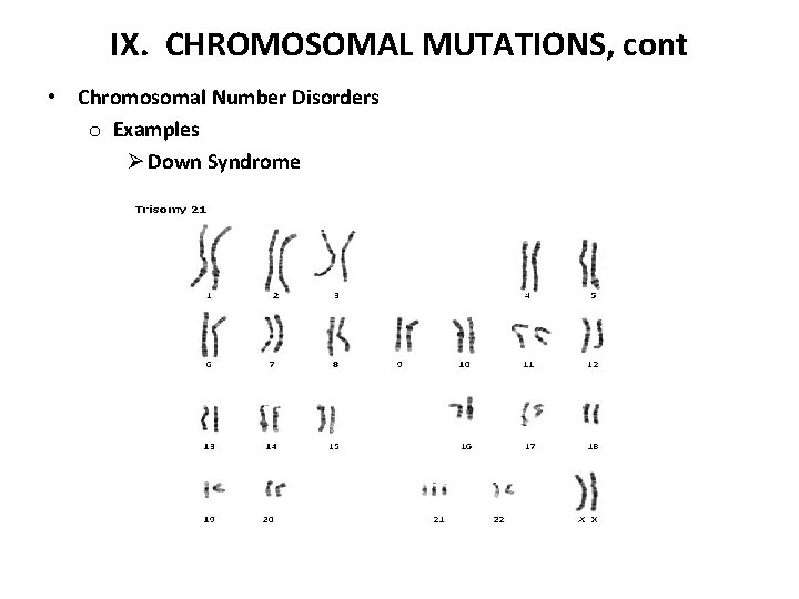 IX. CHROMOSOMAL MUTATIONS, cont • Chromosomal Number Disorders o Examples Ø Down Syndrome 