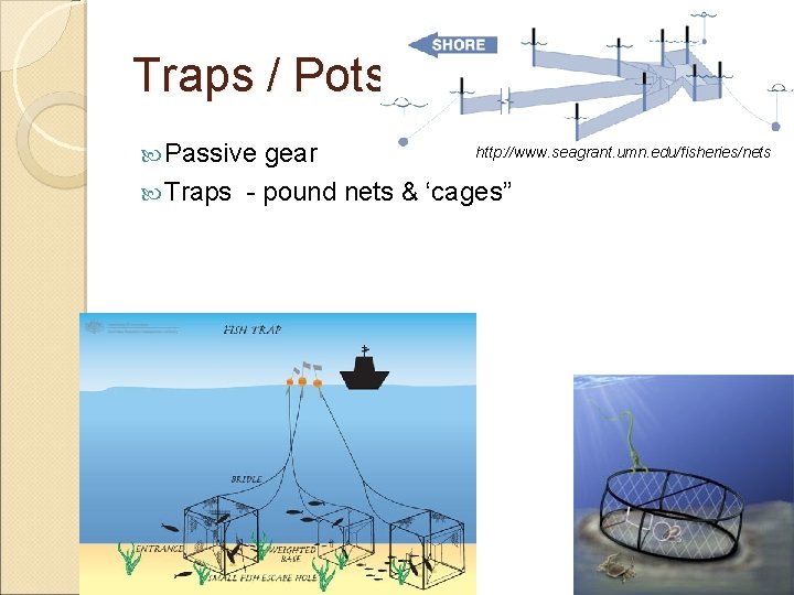 Traps / Pots Passive gear http: //www. seagrant. umn. edu/fisheries/nets Traps - pound nets Traps / Pots Passive gear http: //www. seagrant. umn. edu/fisheries/nets Traps - pound nets
