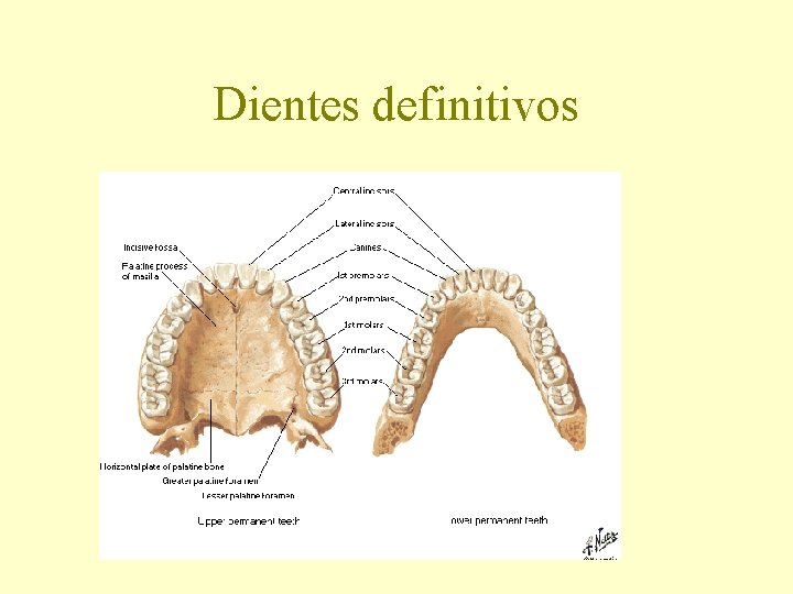 Dientes definitivos 