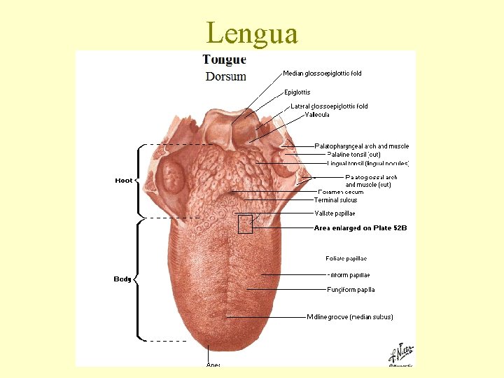 Lengua 