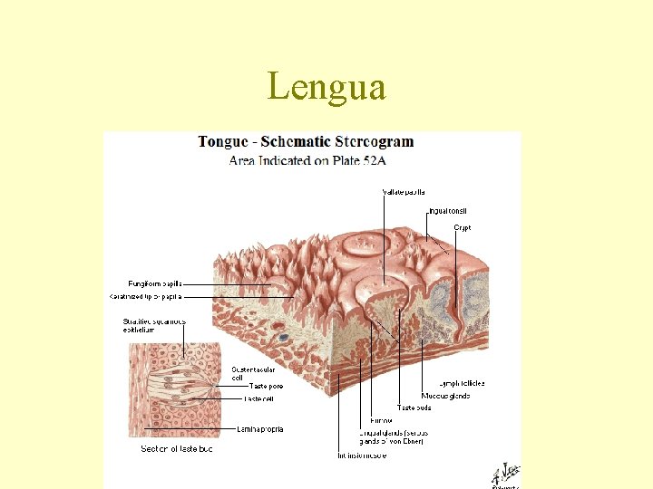Lengua 
