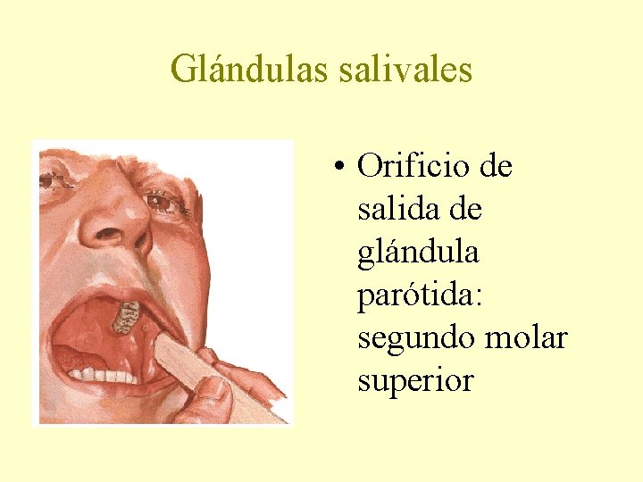 Glándulas salivales • Orificio de salida de glándula parótida: segundo molar superior 